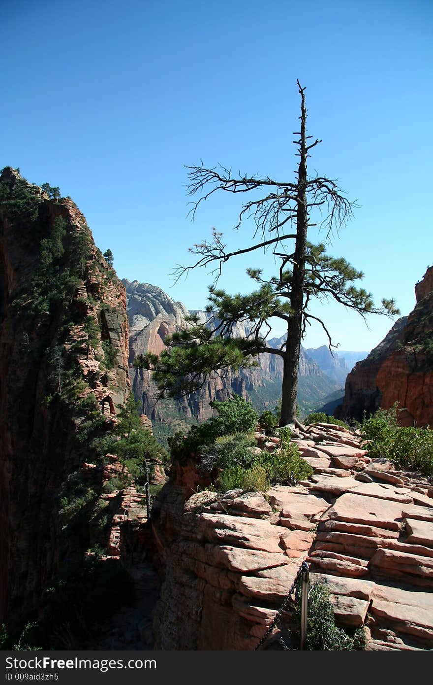 Tree on Mountain at Zion Canyon