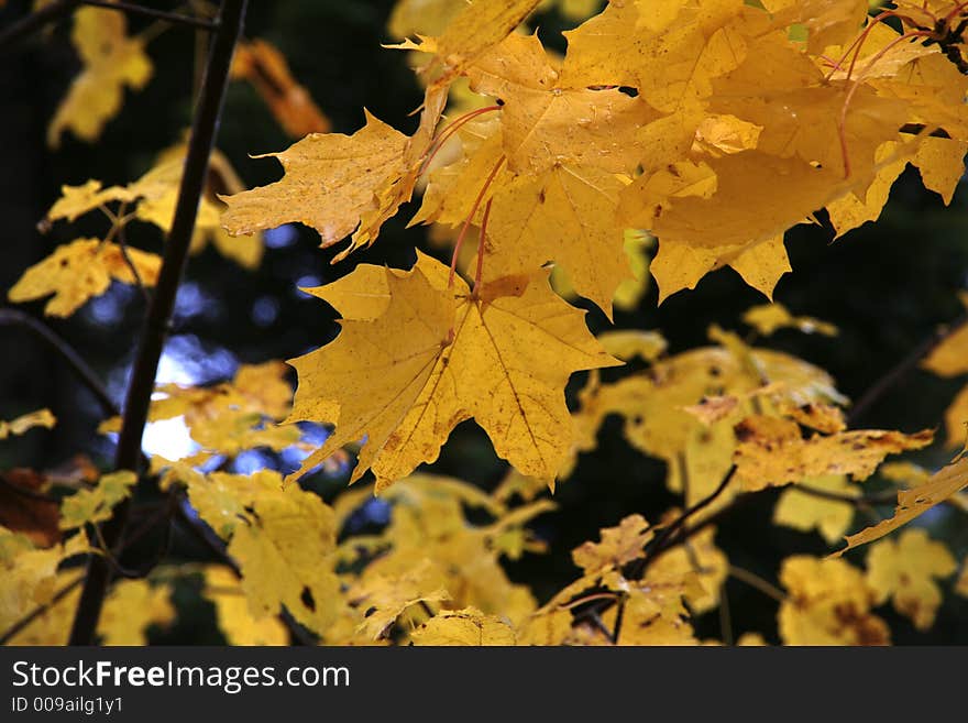 Yellow autumn leaf hanging from a branch. Yellow autumn leaf hanging from a branch