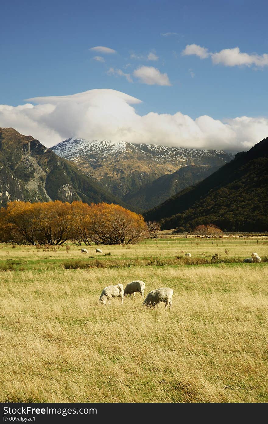 Sheeps during autumn in New Zealand. Sheeps during autumn in New Zealand