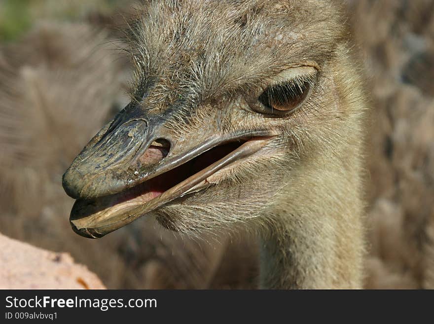 Ostrich Portrait