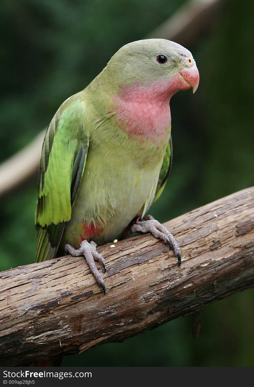 A photo of a lorikeet at a zoo