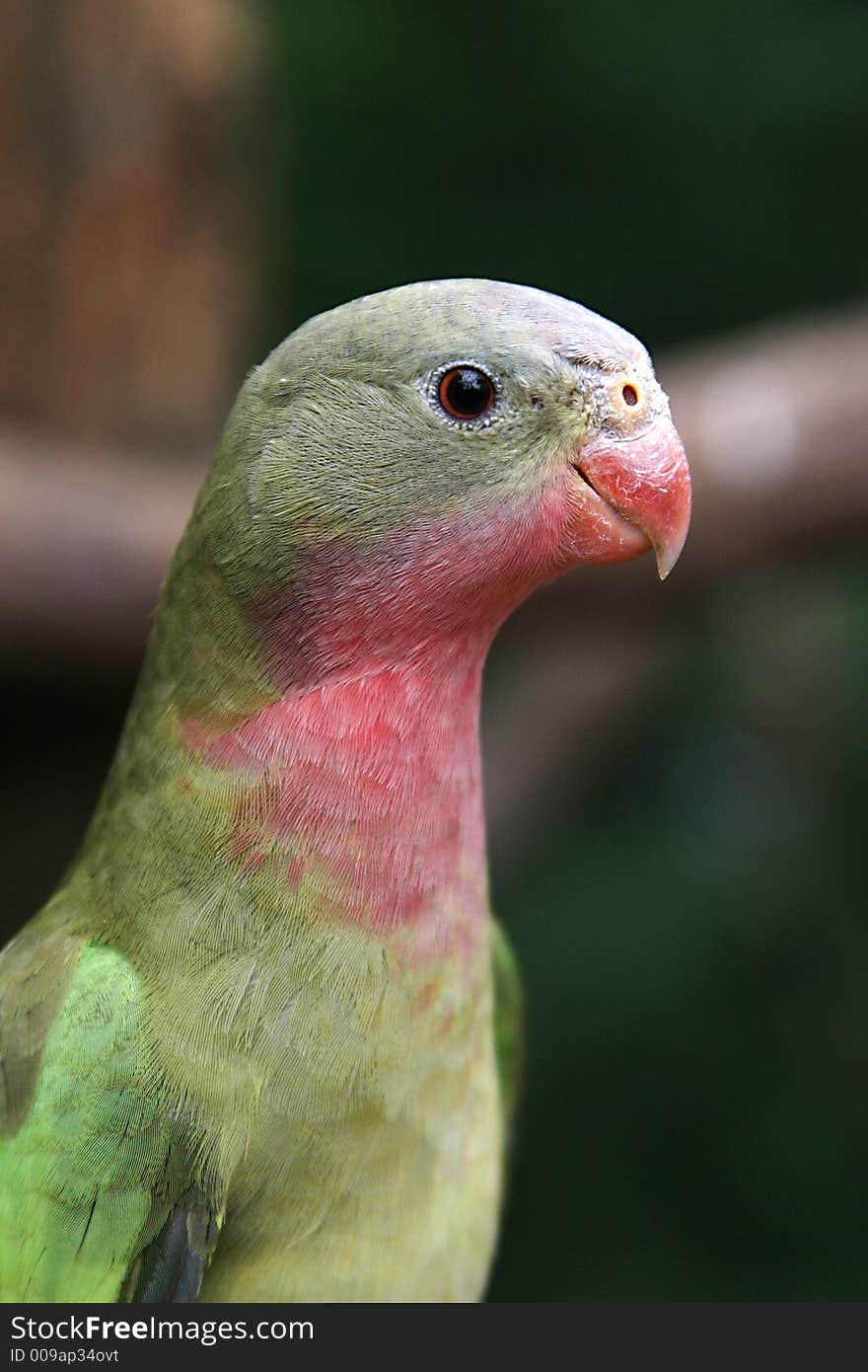 A photo of a lorikeet at a zoo