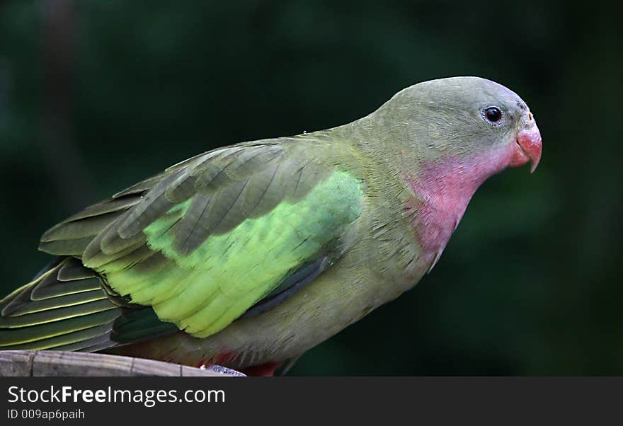 A photo of a lorikeet at a zoo