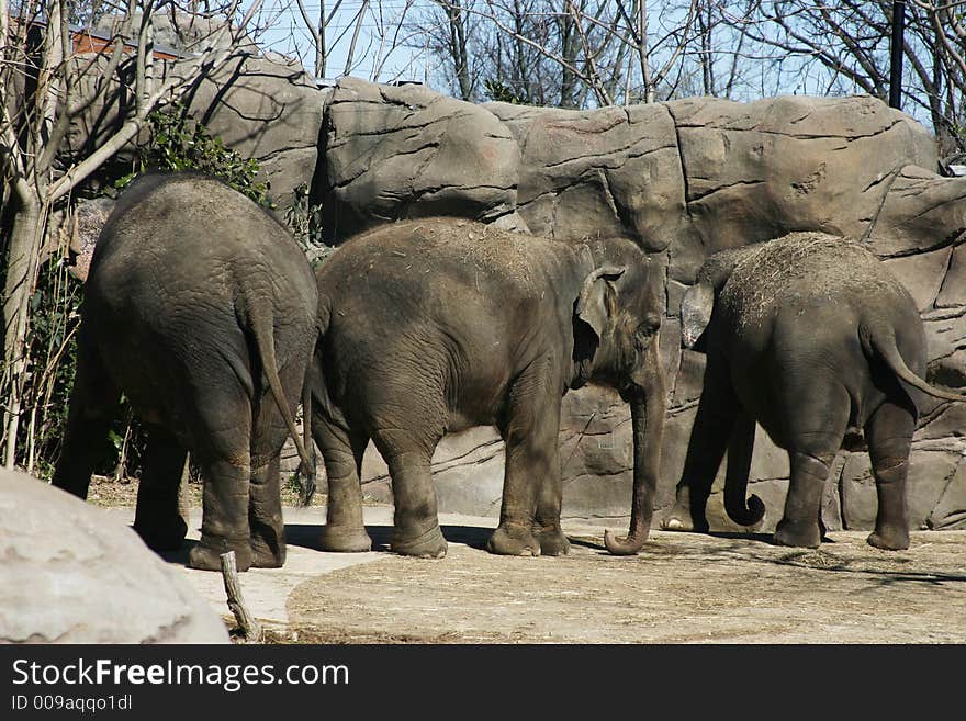 Elephants