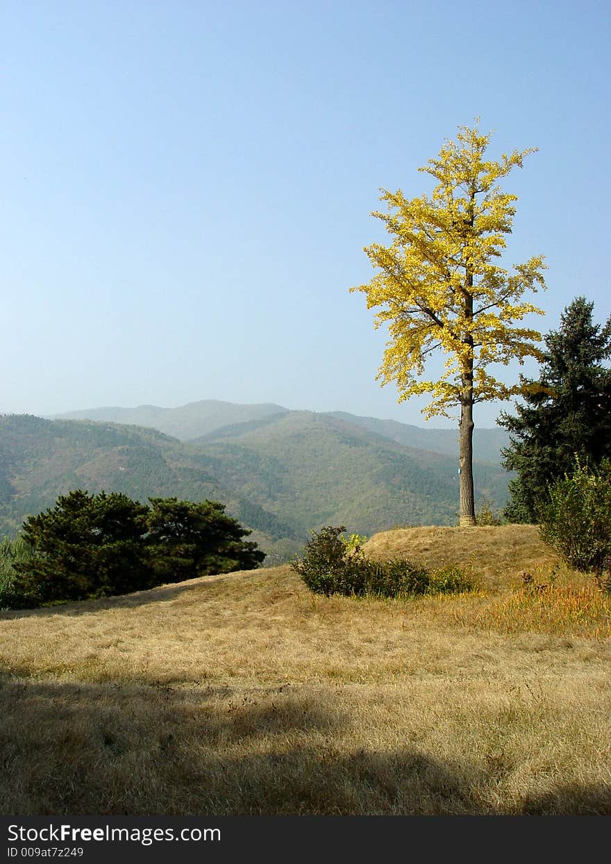 Autumn of scenery in a garden in china. Autumn of scenery in a garden in china