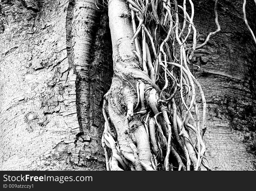 Exposed Branch system of a Fremantle Tree. Exposed Branch system of a Fremantle Tree