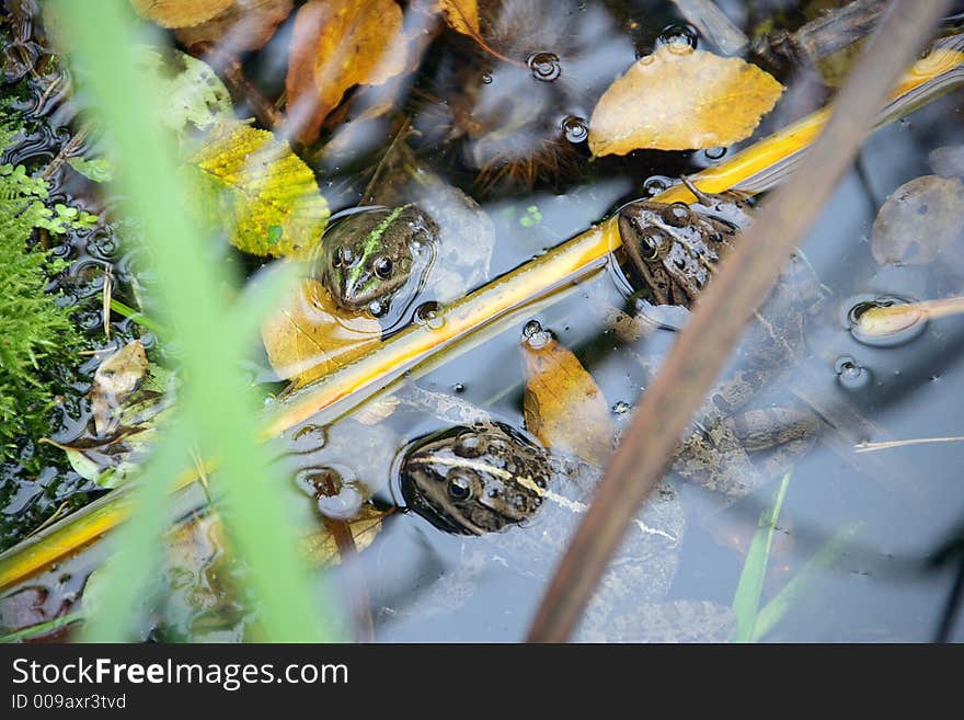 Portrait of Three Marsh Frogs in Pool. Portrait of Three Marsh Frogs in Pool