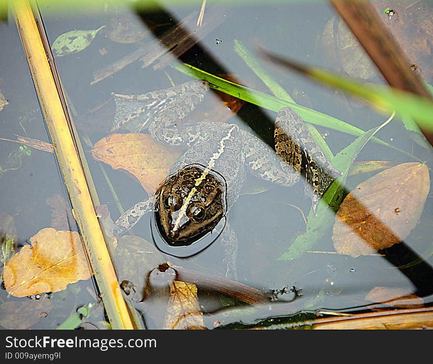 Portrait of Marsh Frog in Pool. Portrait of Marsh Frog in Pool