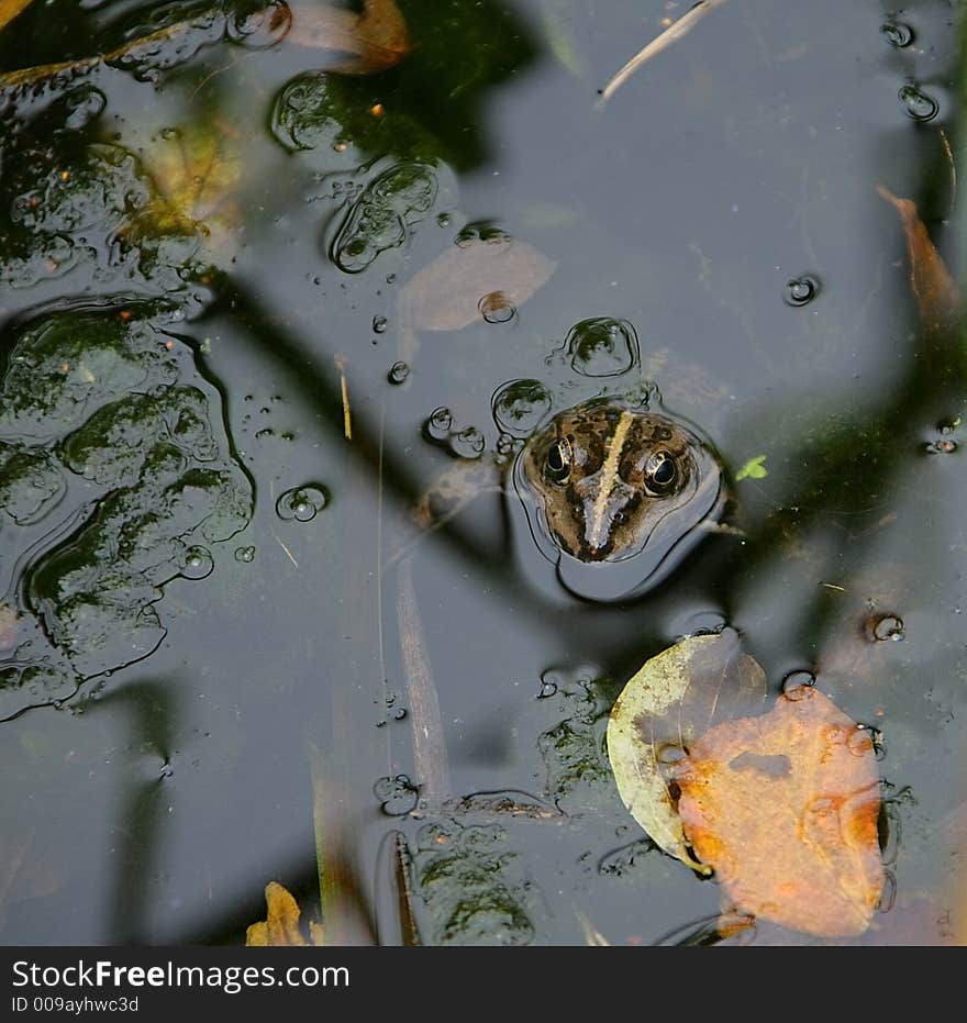 Portrait of Marsh Frog in Pool. Portrait of Marsh Frog in Pool