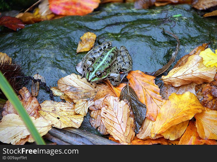 Portrait of Marsh Frog Near Pool. Portrait of Marsh Frog Near Pool