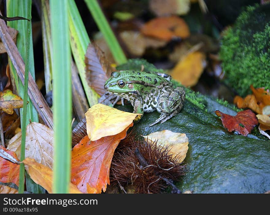 Portrait of Marsh Frog Near Pool. Portrait of Marsh Frog Near Pool