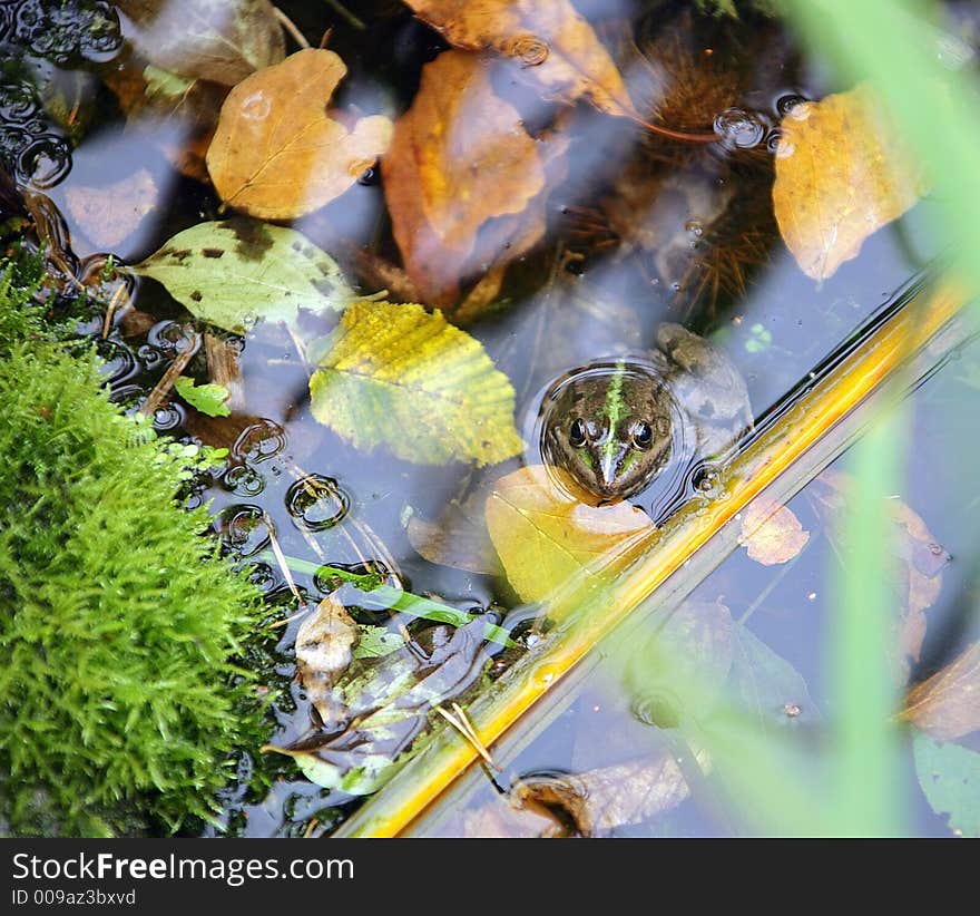 Portrait of Marsh Frog in Pool. Portrait of Marsh Frog in Pool