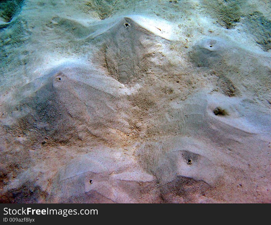 Underneath the sand are ring-worms that splurt out sand to create these little bumps. Underneath the sand are ring-worms that splurt out sand to create these little bumps.