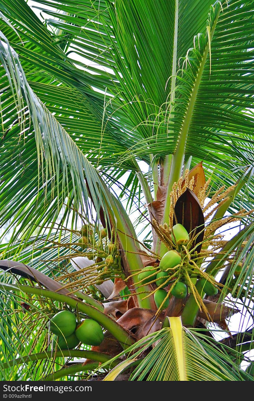 Coconut tree coming out with new fruits. Nice fresh green. Coconut tree coming out with new fruits. Nice fresh green.