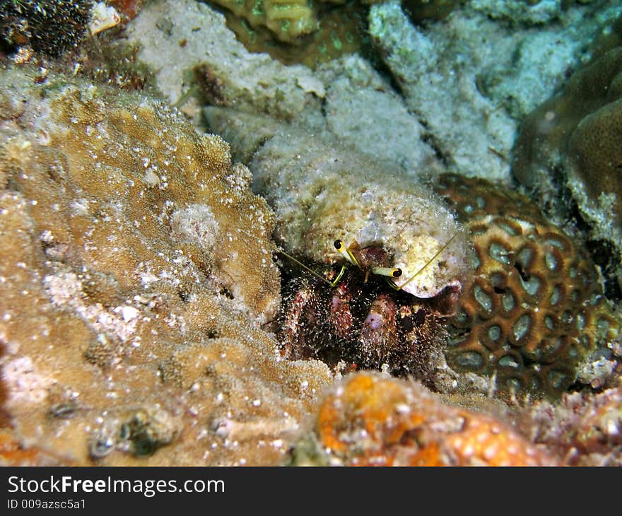 Crawling slowly on the sea bed looking for food. Crawling slowly on the sea bed looking for food