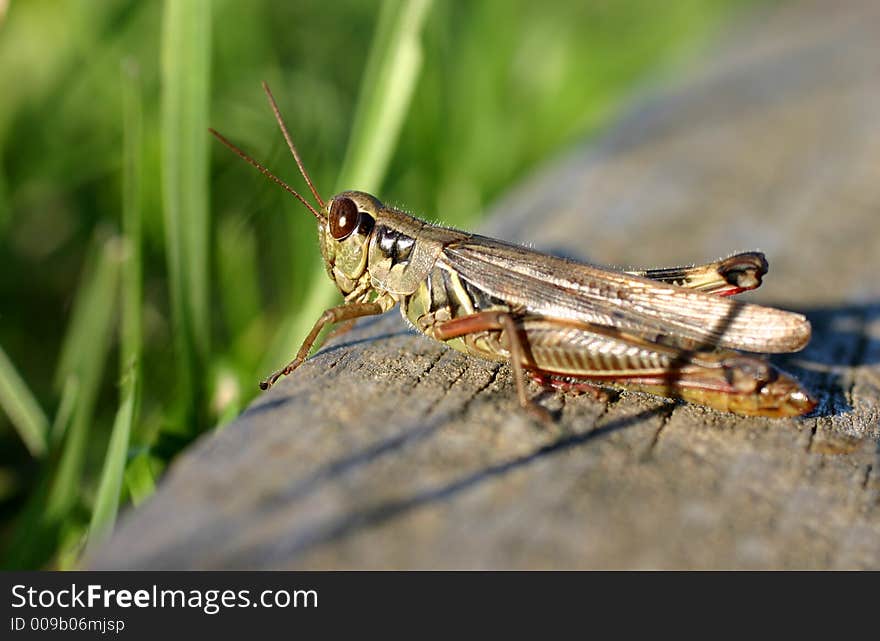 Macro of grasshopper as the sun was setting on him