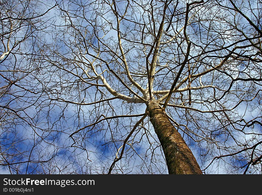 Bare winter birch tree against a cloudy blue sky