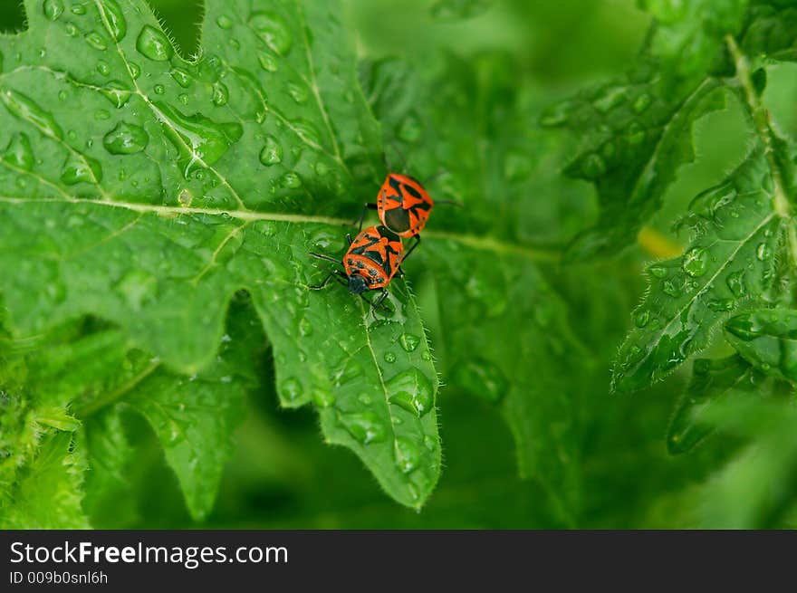 Green leaf and drops. Green leaf and drops