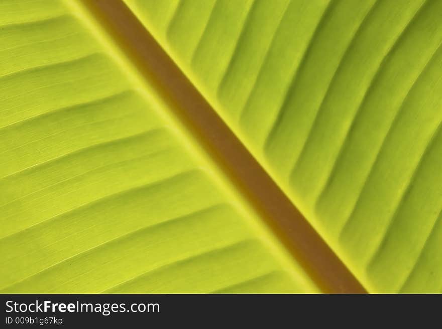 Palm inclined the Banana Leaf