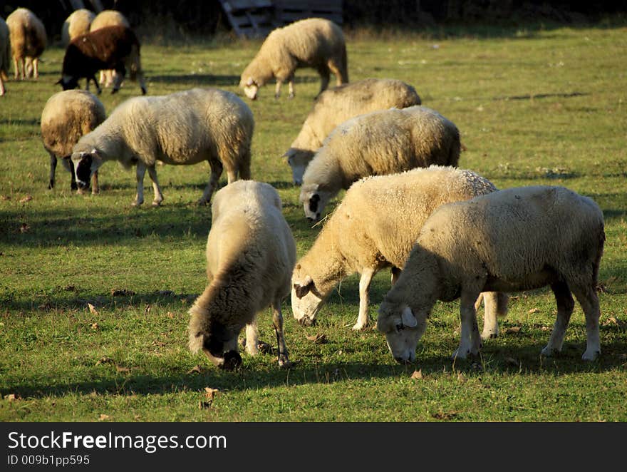 Sheep 2