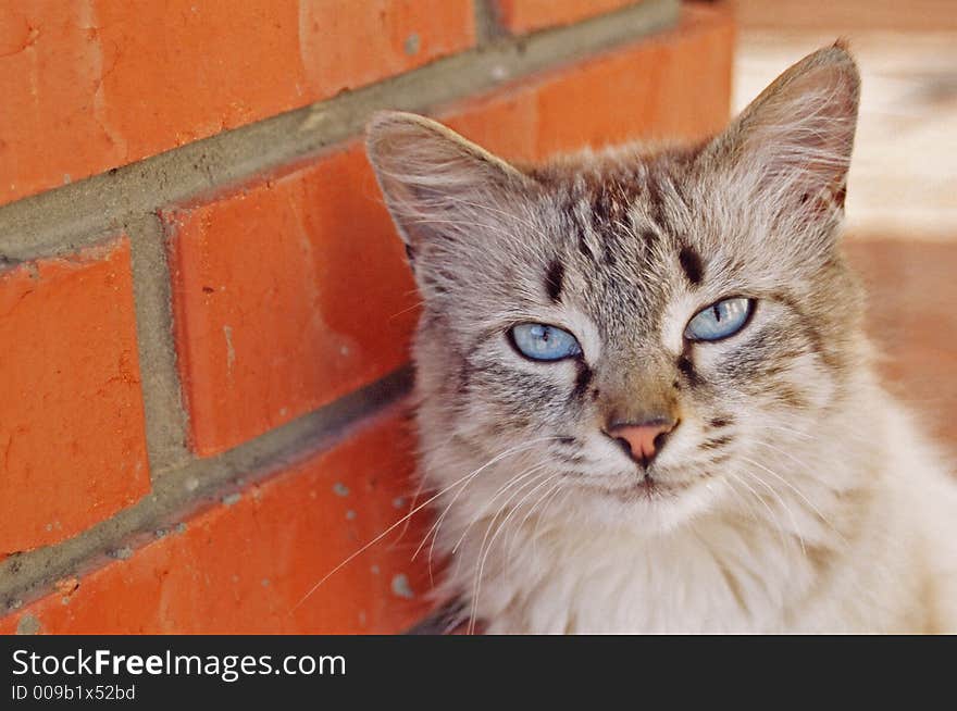 A blue eyed cat