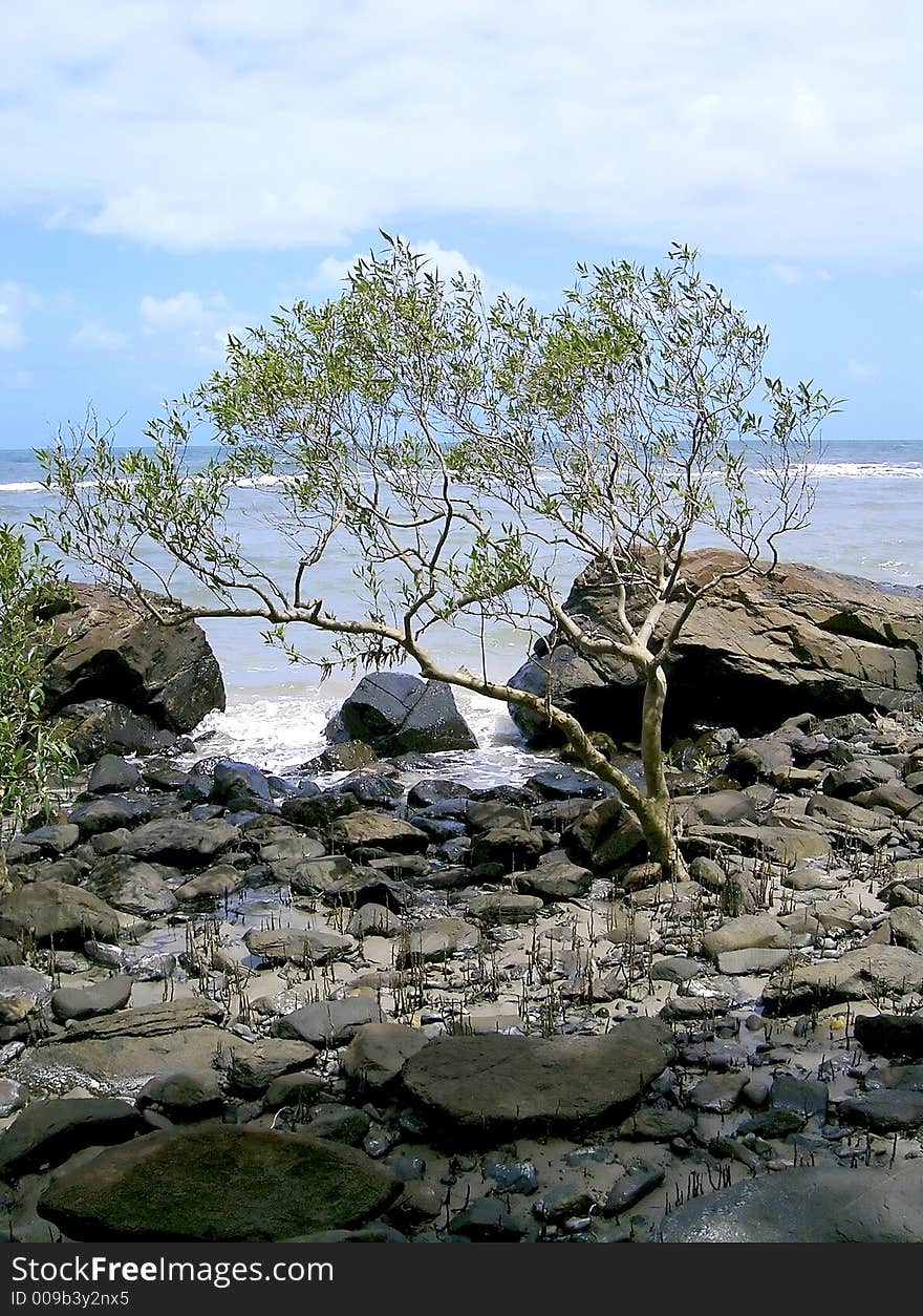 Tree On Beach