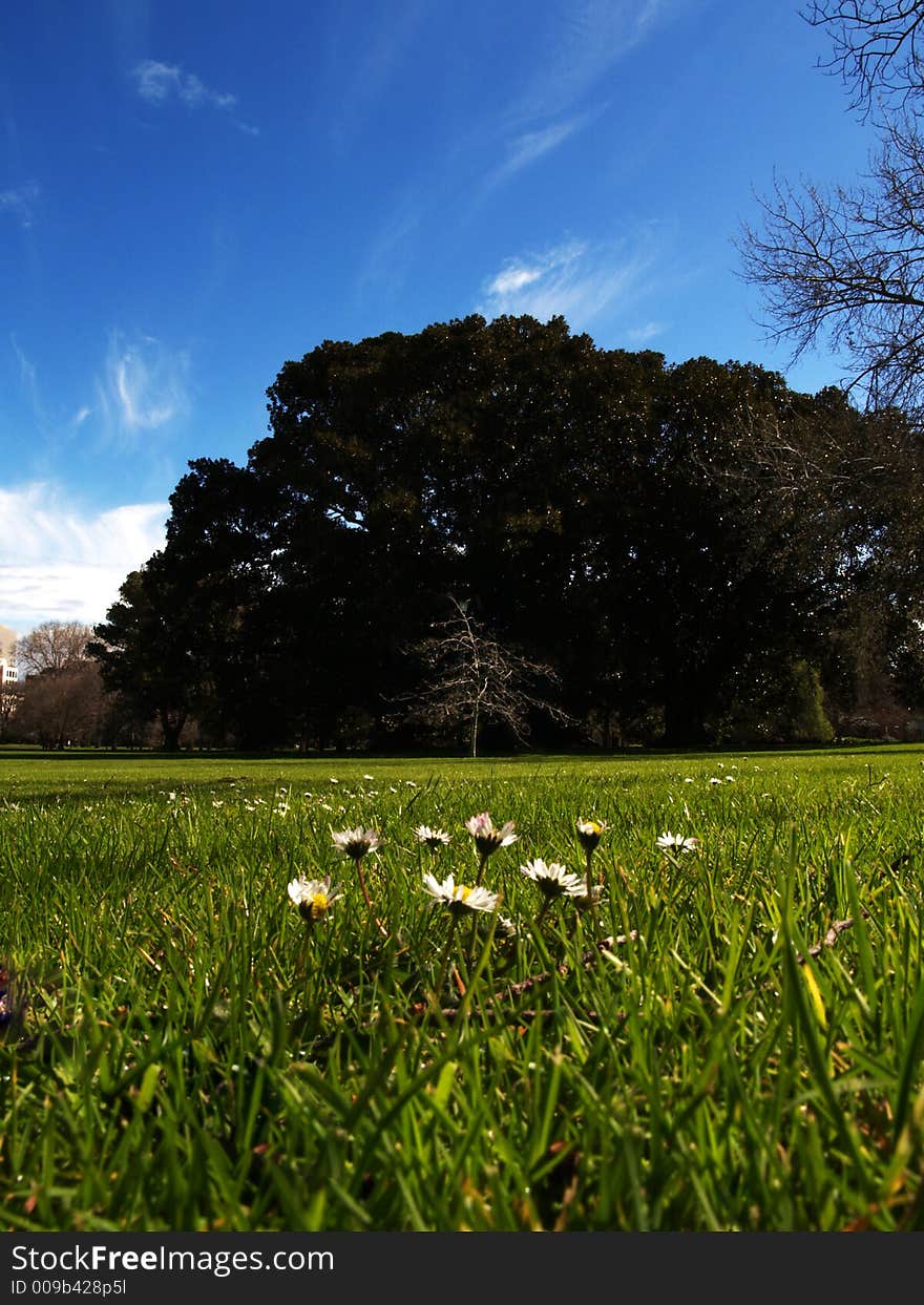 Lush green grass with daisies in foreground, a young tree in the distance in front of a small forest with a bright blue sky. Lush green grass with daisies in foreground, a young tree in the distance in front of a small forest with a bright blue sky