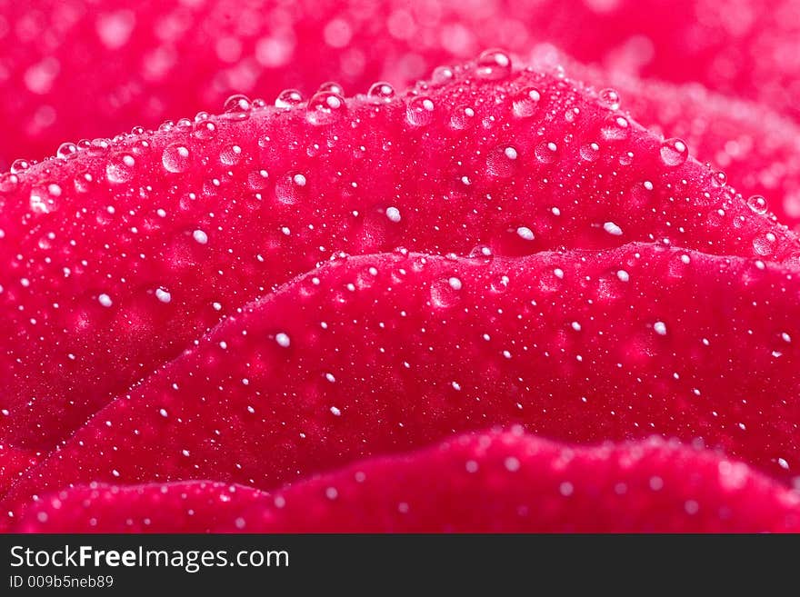 Closeup of red rose petails covered dew