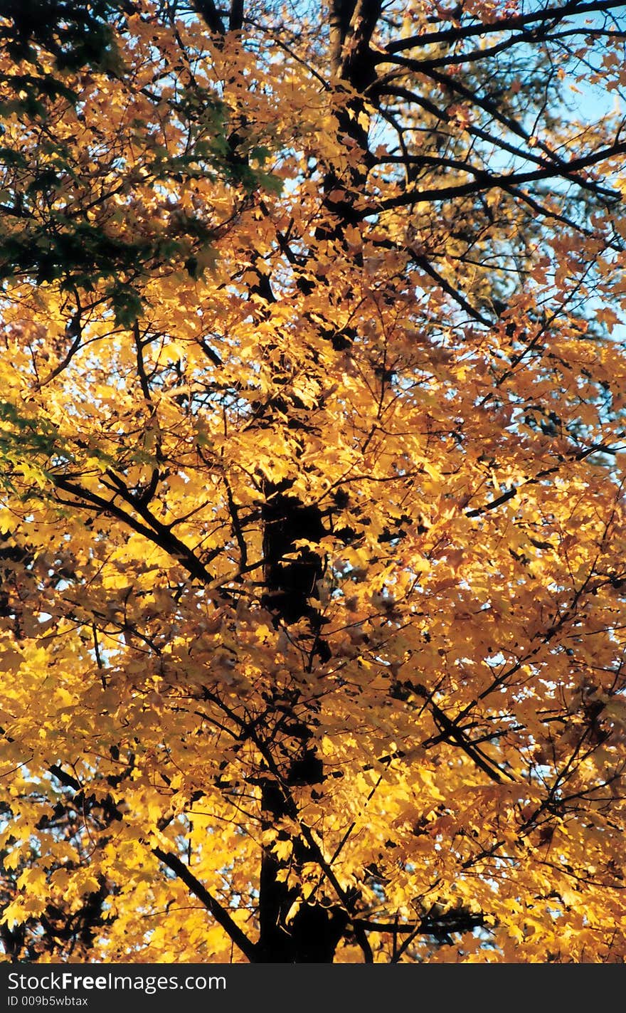 Yellow leaves tree photo taken in Lithuania (2003). Yellow leaves tree photo taken in Lithuania (2003)