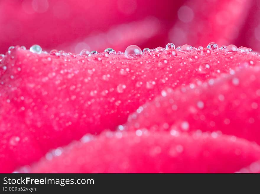 Closeup of red rose petails covered dew