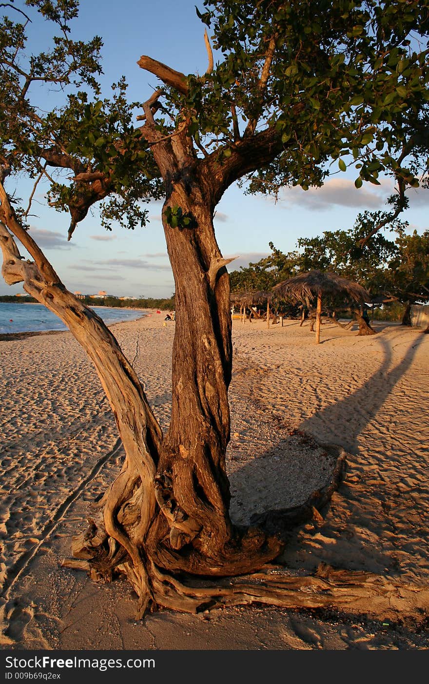 Old tree on the tropical beach during sunset. Old tree on the tropical beach during sunset