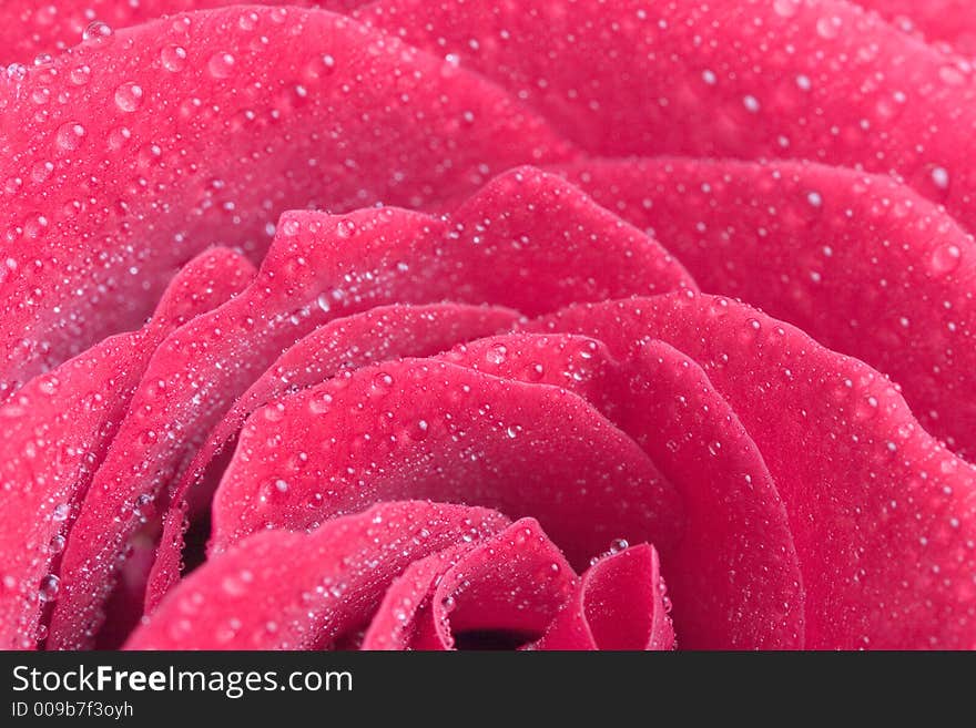 Closeup of red rose petails covered dew