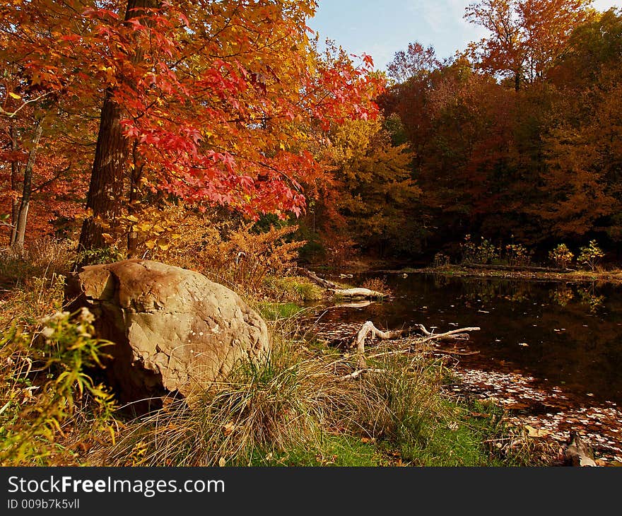 Fall color in a park