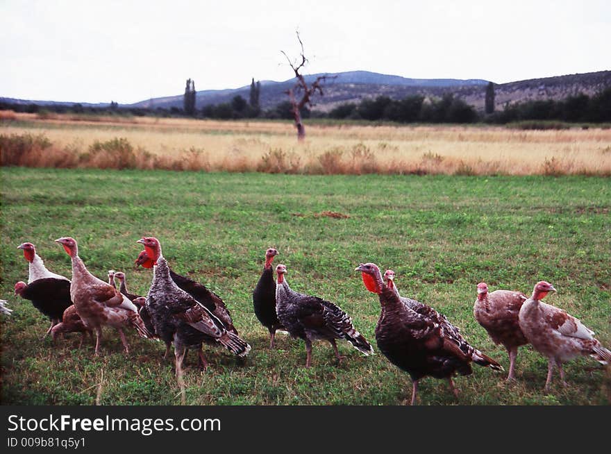 Floch of turkeys on the field and  old tree