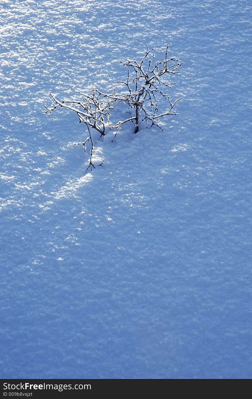 Blanket of fresh powdery snow with highlights and shadows and a small tree