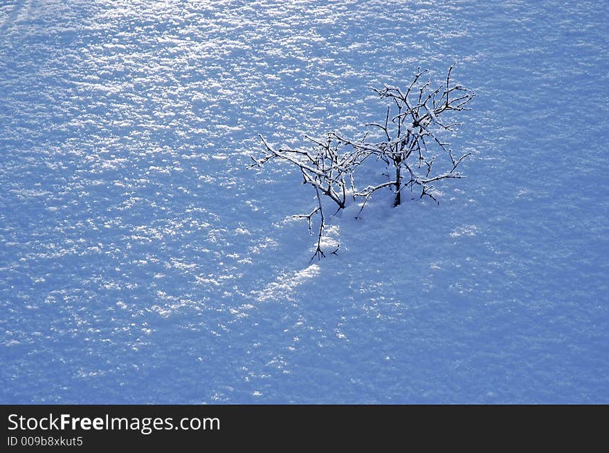 Blanket of fresh powdery snow with highlights and shadows and a small tree