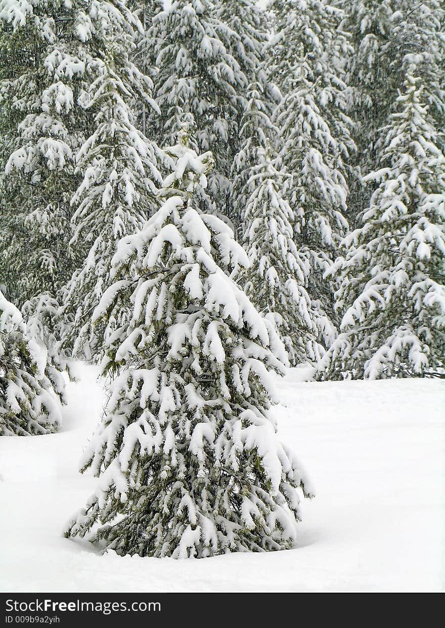 Stand of pine trees covered in snow in the winter. Stand of pine trees covered in snow in the winter