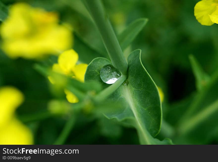 Green leaf and drops. Green leaf and drops