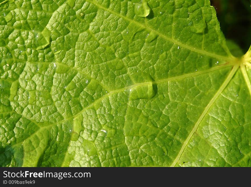 Green leaf and the drops. Green leaf and the drops