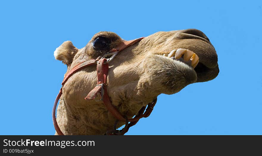 Goofy camel with teeth sticking out