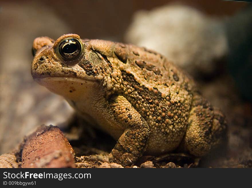 Big Toad side view close up