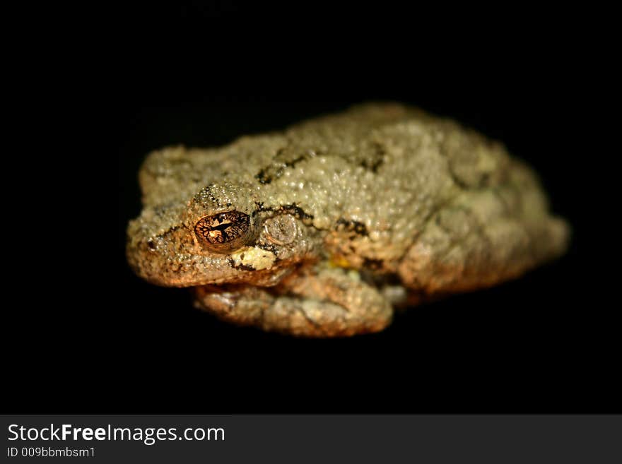 Cute ugly tree frog with black background