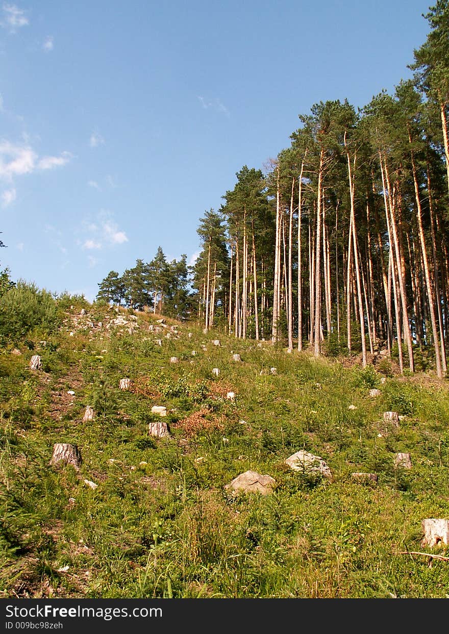 Czech forest