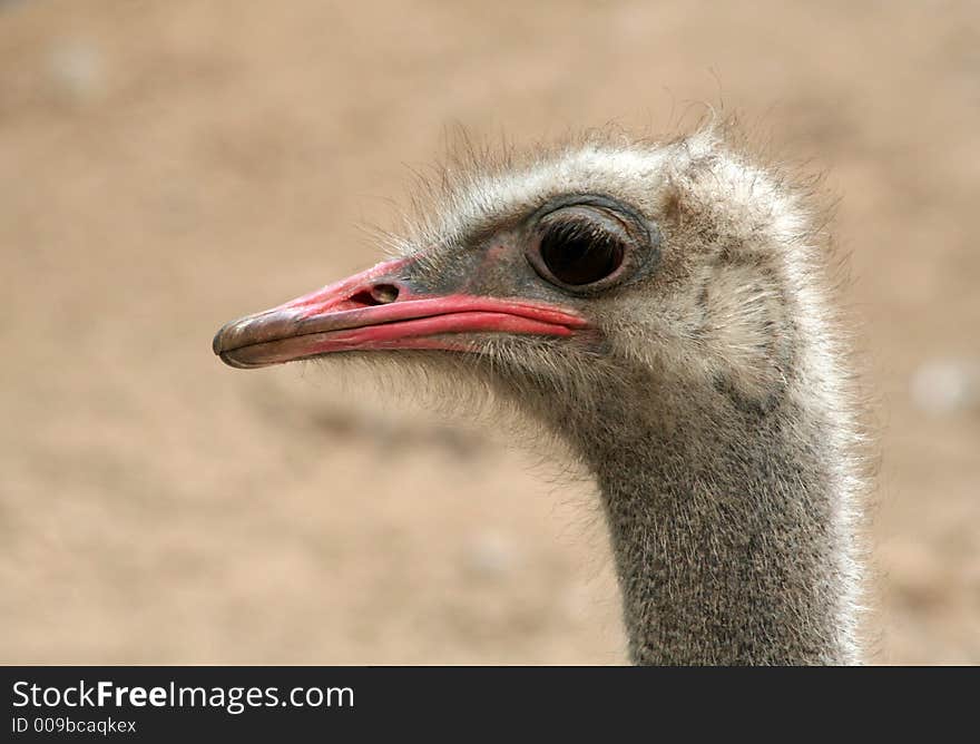 An ostrich head close up