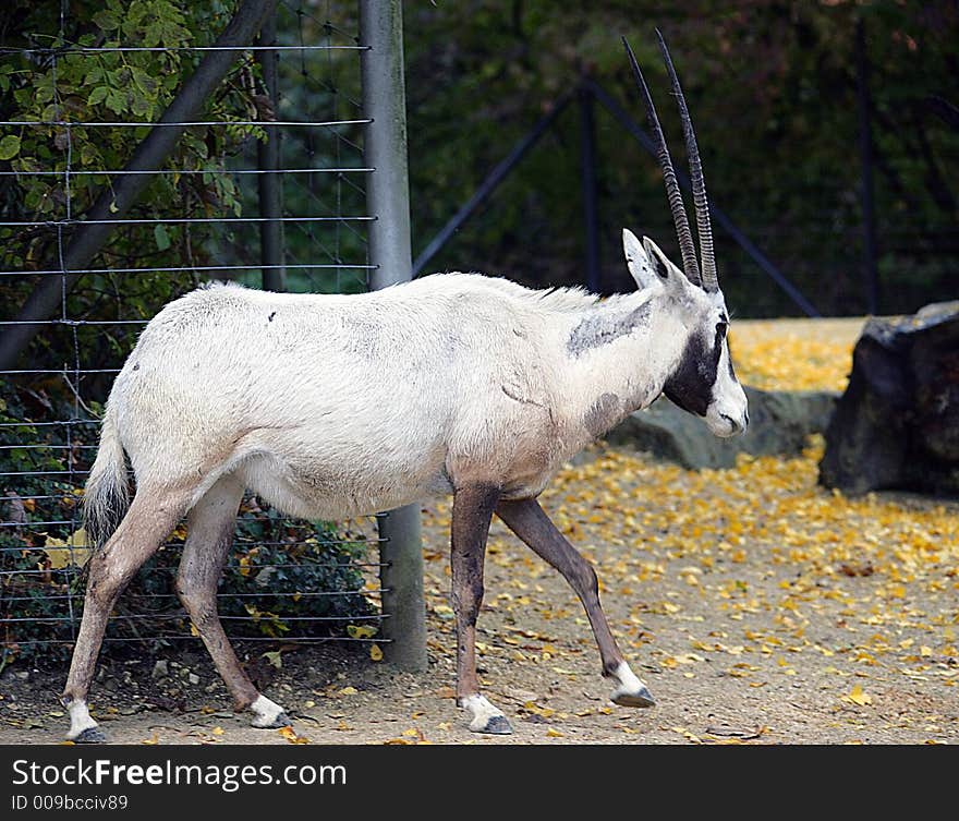 Arabian Oryx 3