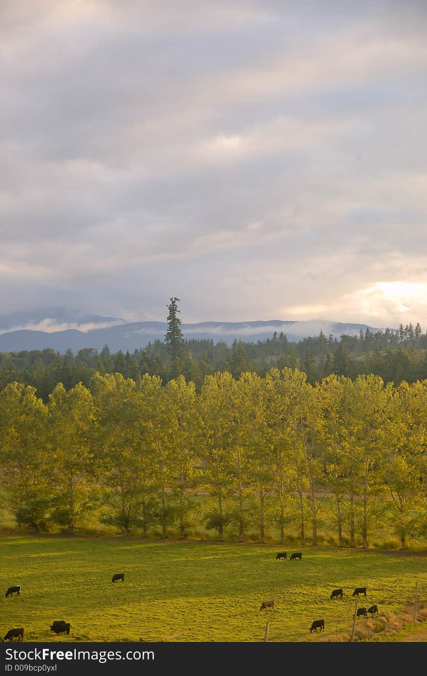 Afternoon Rural Landscape