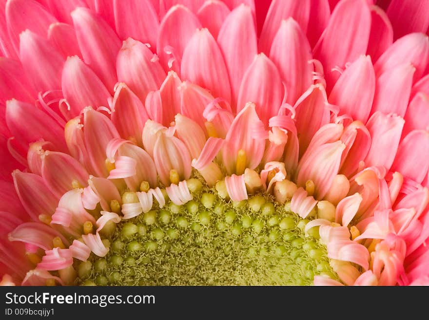 Closeup of pink daisy with water droplets