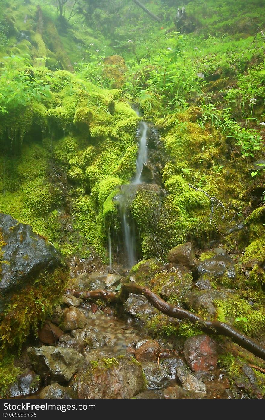 Waterfall and columbines