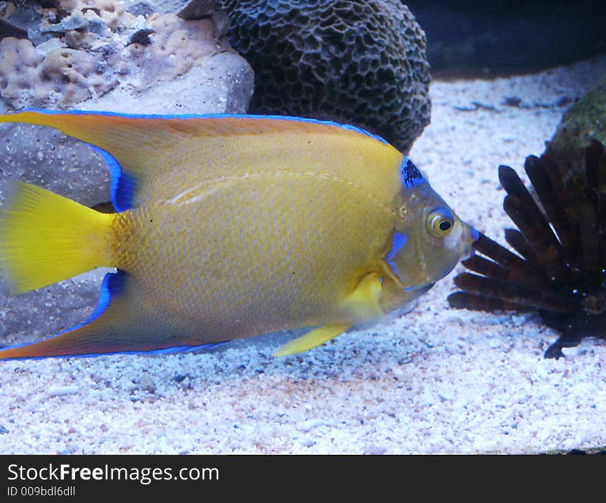 Yellow fish at the bottom of an aquarium