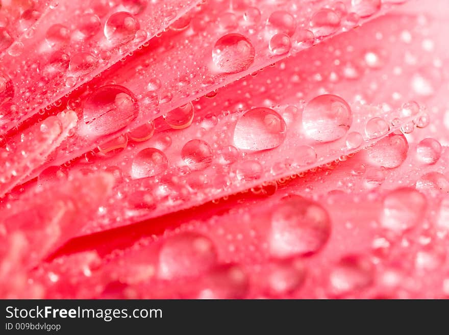 Closeup of pink daisy with water droplets